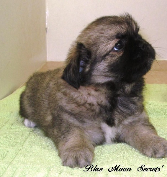 Publication : Blue Moon Secrets Auteur : Maud AUTERLOT