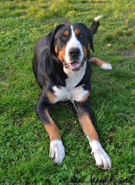 Publication : Blue Moon Secrets Auteur : Maud AUTERLOT