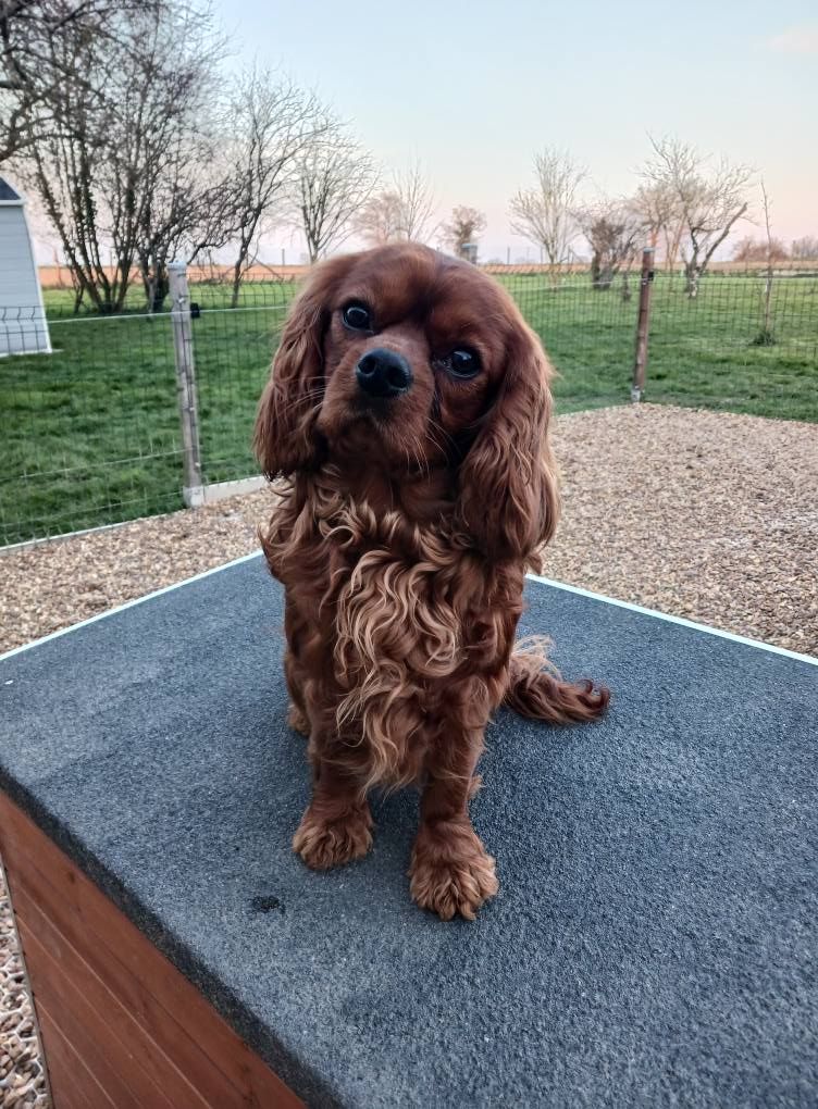 Publication : Blue Moon Secrets Auteur : Maud AUTERLOT