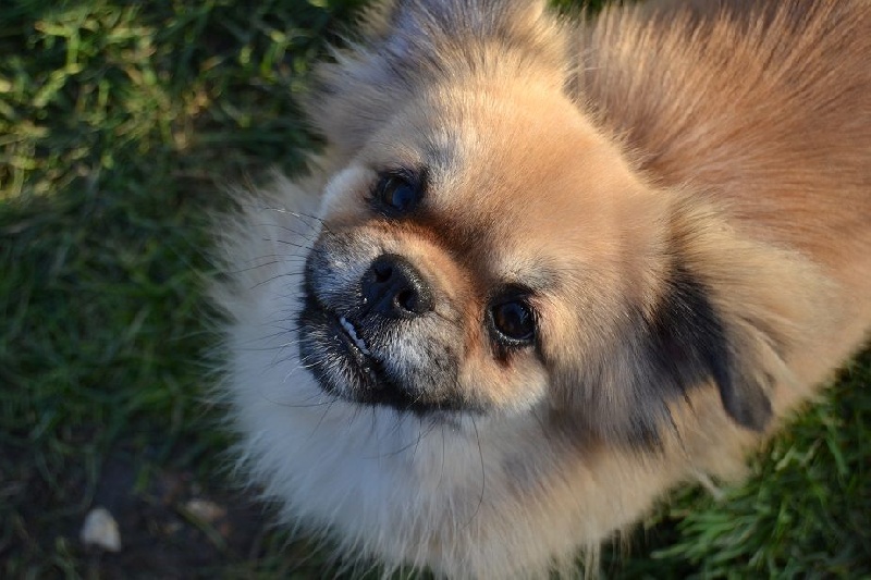 Publication : Blue Moon Secrets Auteur : Maud AUTERLOT