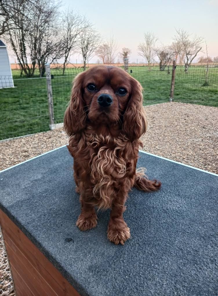 Publication : Blue Moon Secrets Auteur : Maud AUTERLOT