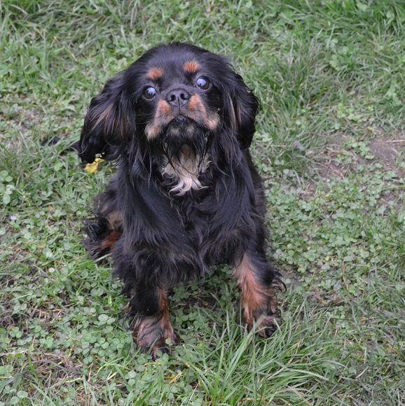 Publication : Blue Moon Secrets Auteur : Maud AUTERLOT