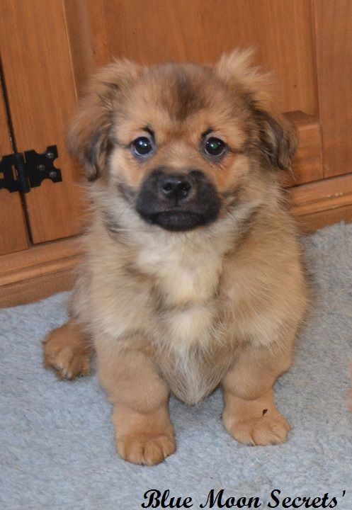 Publication : Blue Moon Secrets Auteur : Maud AUTERLOT