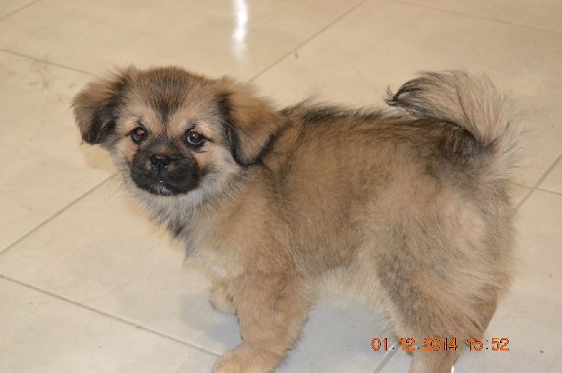 Publication : Blue Moon Secrets Auteur : Maud AUTERLOT