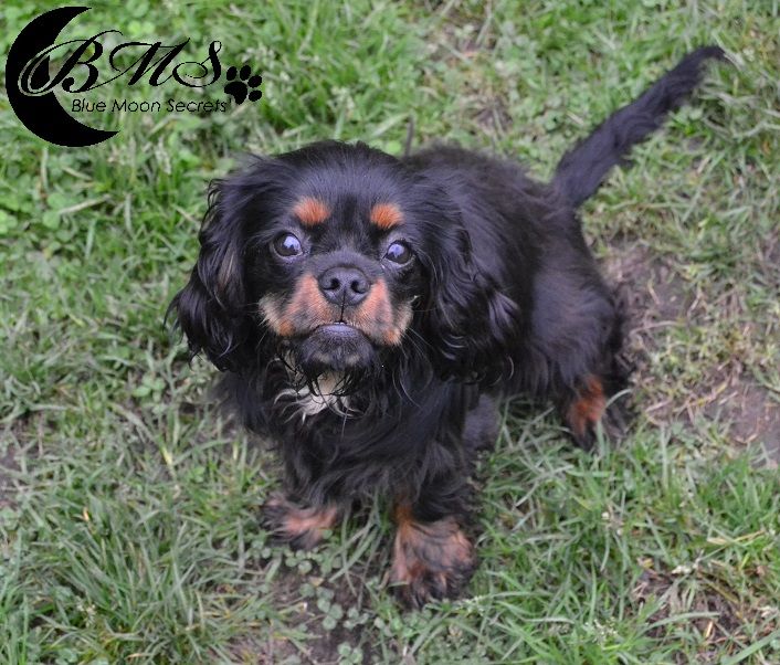 Publication : Blue Moon Secrets Auteur : Maud AUTERLOT