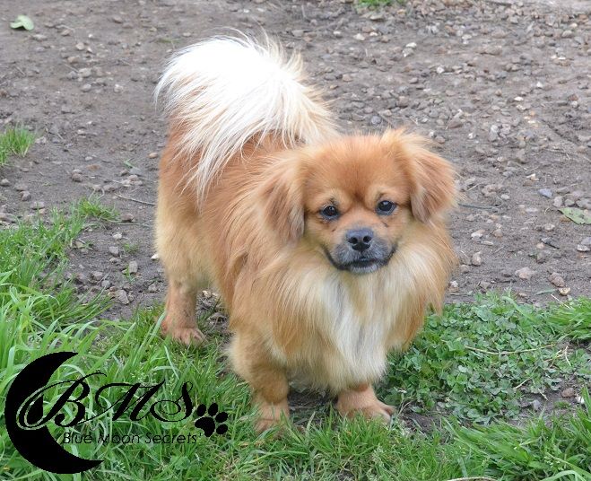 Publication : Blue Moon Secrets Auteur : Maud AUTERLOT