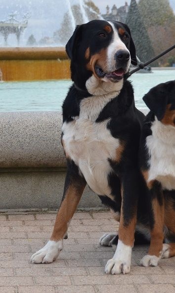 Publication : Blue Moon Secrets Auteur : Maud AUTERLOT