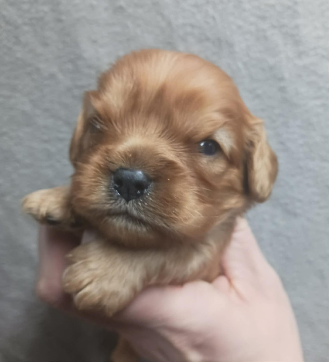 Collier ROUGE - Cavalier King Charles Spaniel