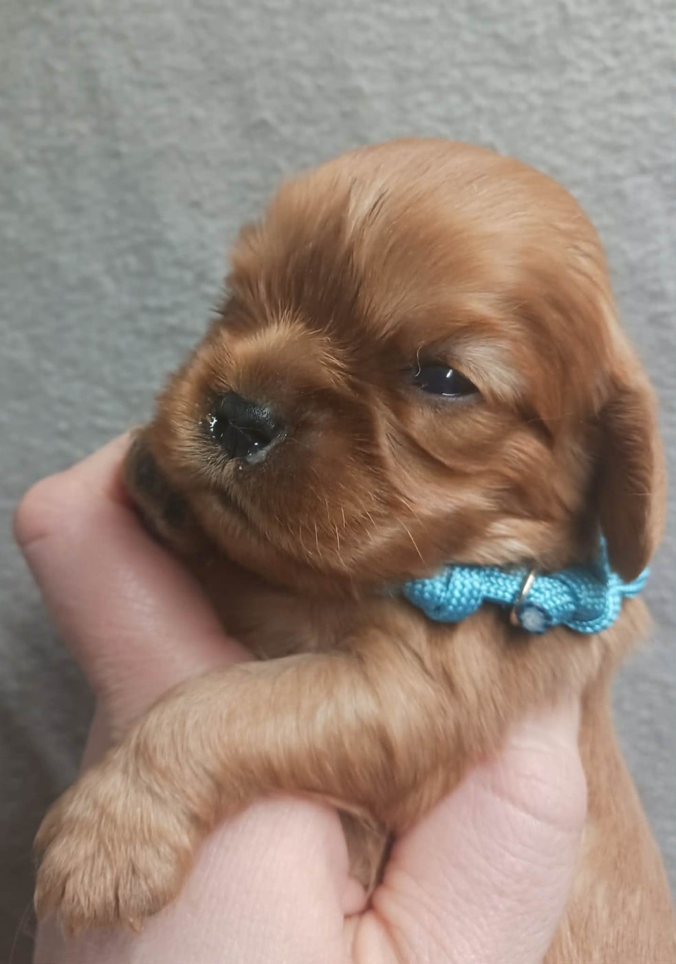Collier BLEU - Cavalier King Charles Spaniel