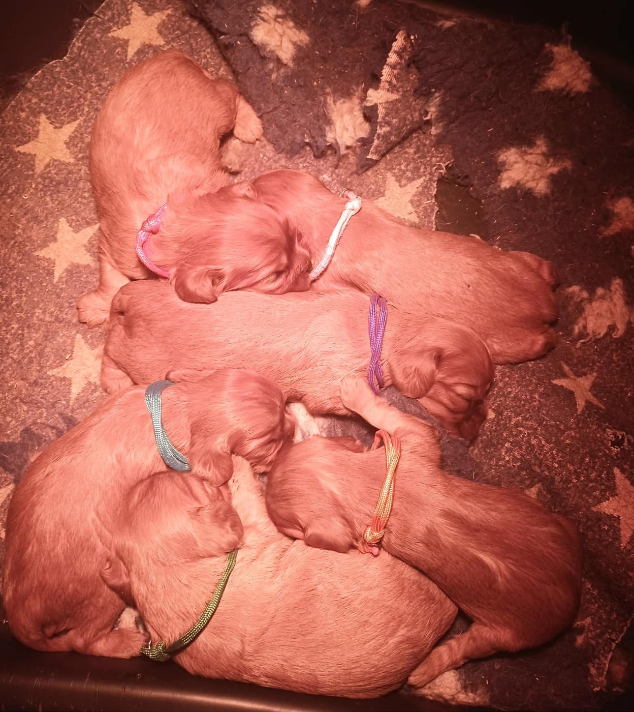 Cavalier King Charles Spaniel - Blue Moon Secrets