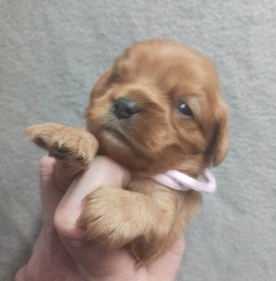 Les chiots de Cavalier King Charles Spaniel