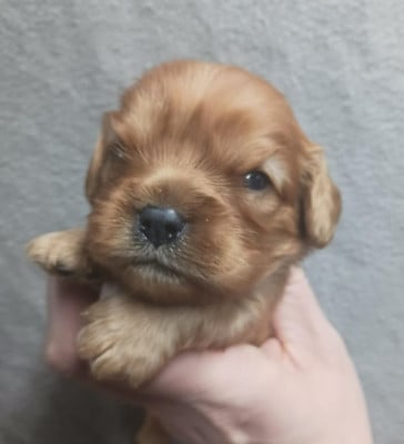 Collier ROUGE - Cavalier King Charles Spaniel