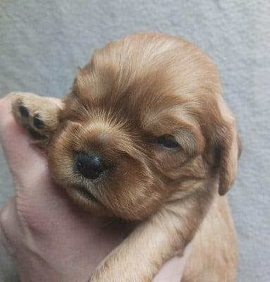 Collier VERT - Cavalier King Charles Spaniel