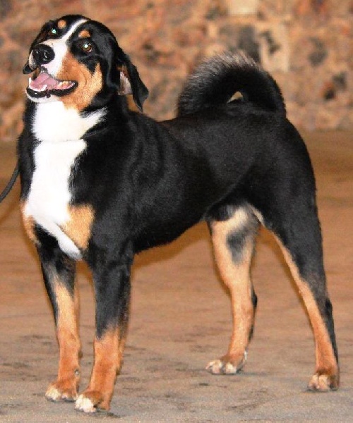 CH. Dark full moon (full moon) du Val de la Grande Eau - 1er EXCELLENT + RCACS