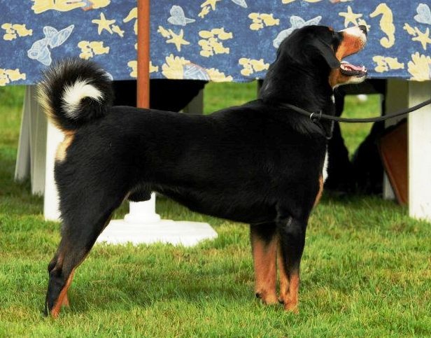 CH. Dark full moon (full moon) du Val de la Grande Eau - 1er EXCELLENT + BOB