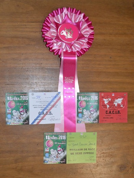 Blue Moon Secrets Litchi rin no hana (tchoup) - 1er EXC + CACS + CACIB + BOS