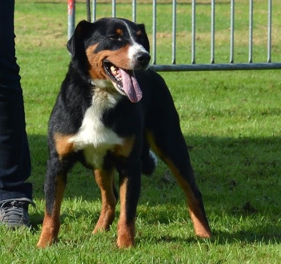 Diabolo (ichigo) queen elsa - 1er Bon