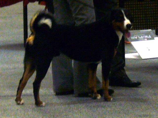 CH. Dark full moon (full moon) du Val de la Grande Eau - 1er EXCELLENT + CACS + CACIB + BOB