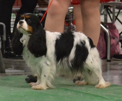 Ikebana haru (ike) du domaine de machrisor - 2ème EXCELLENT + RCACS