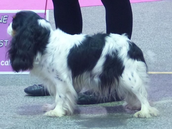 Ikebana haru (ike) du domaine de machrisor - 3ème Très Bon