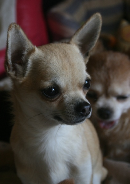 CH. Hestia Souvenir Cheyenne