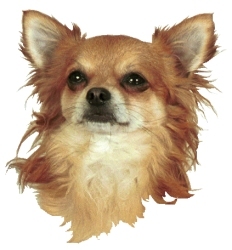 Publication : Souvenir Cheyenne Auteur : Gladys Blomme