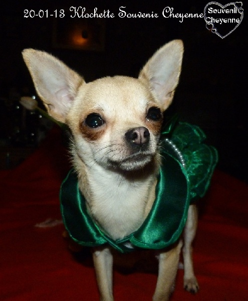 Klochette Souvenir Cheyenne