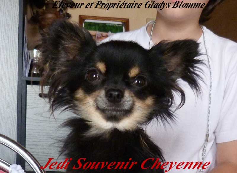 Jedi Souvenir Cheyenne