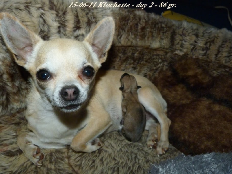 CH. Hestia Souvenir Cheyenne