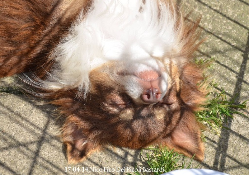 Publication : Souvenir Cheyenne Auteur : Gladys Blomme