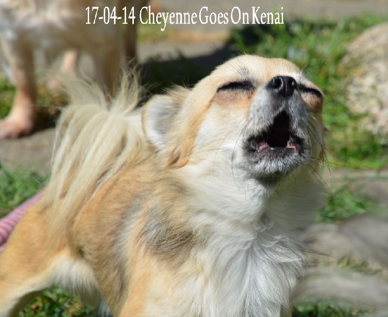 Publication : Souvenir Cheyenne Auteur : Gladys Blomme