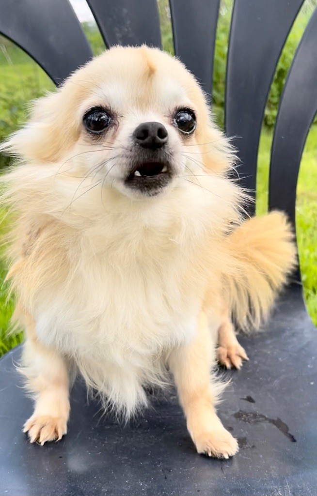 Publication : Souvenir Cheyenne Auteur : Gladys Blomme