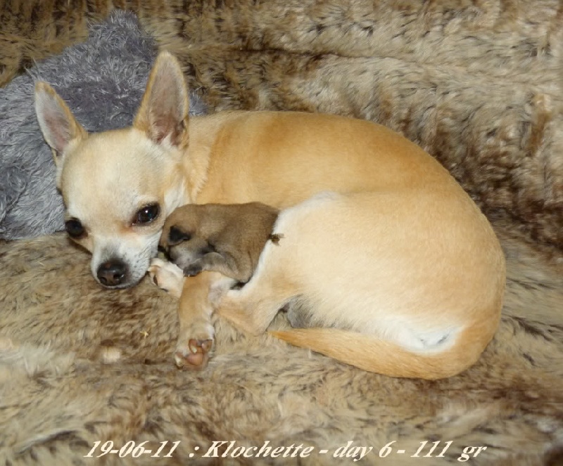 CH. Hestia Souvenir Cheyenne