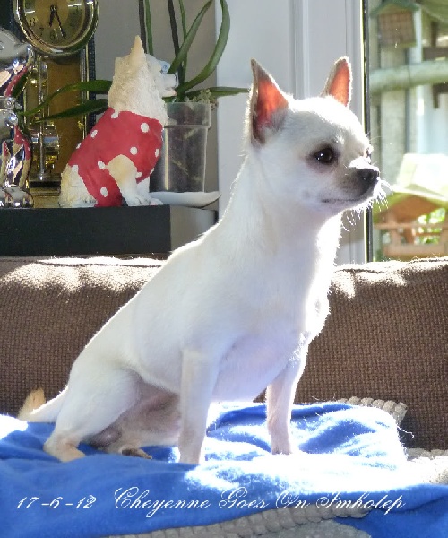 Publication : Souvenir Cheyenne Auteur : Gladys Blomme