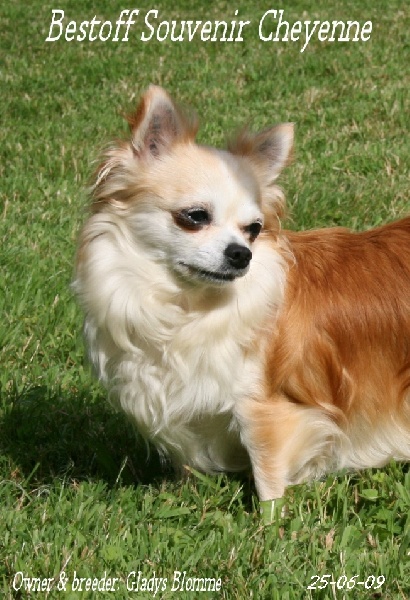 Publication : Souvenir Cheyenne Auteur : Gladys Blomme