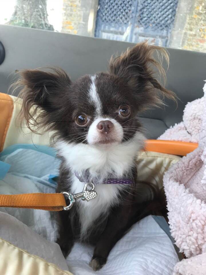 Publication : Souvenir Cheyenne Auteur : gladys Blomme