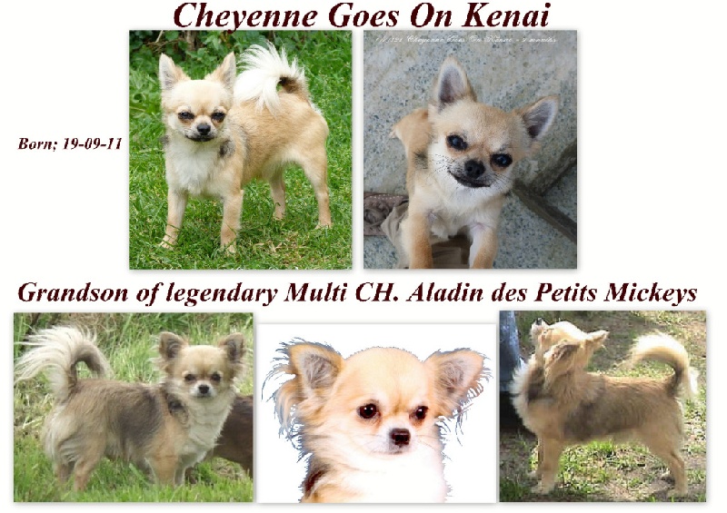 Publication : Souvenir Cheyenne Auteur : Gladys Blomme