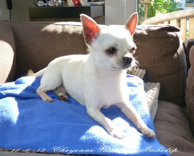 Publication : Souvenir Cheyenne Auteur : Gladys Blomme