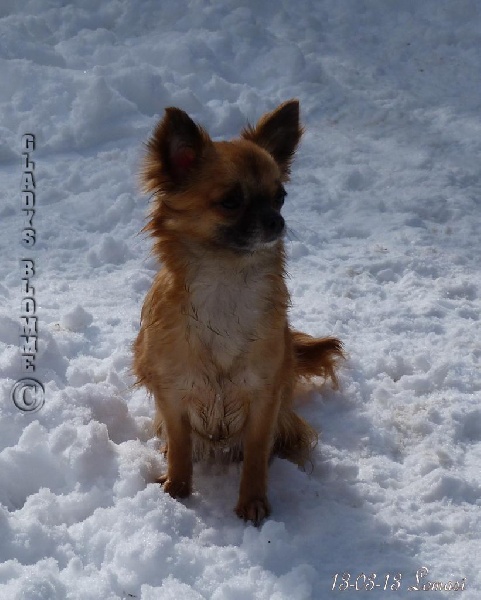 Publication : Souvenir Cheyenne Auteur : Gladys Blomme