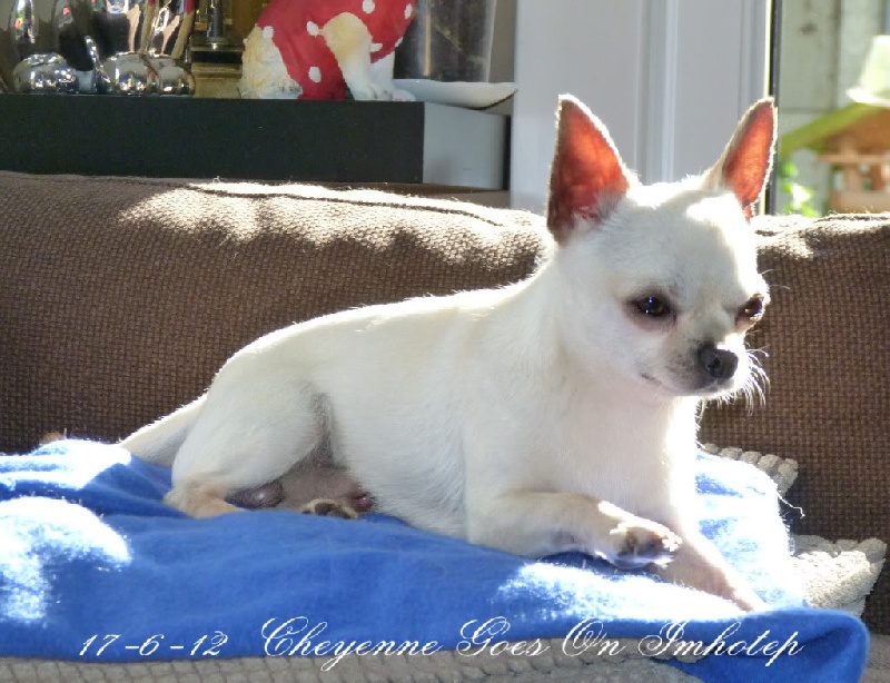 Publication : Souvenir Cheyenne Auteur : Gladys Blomme