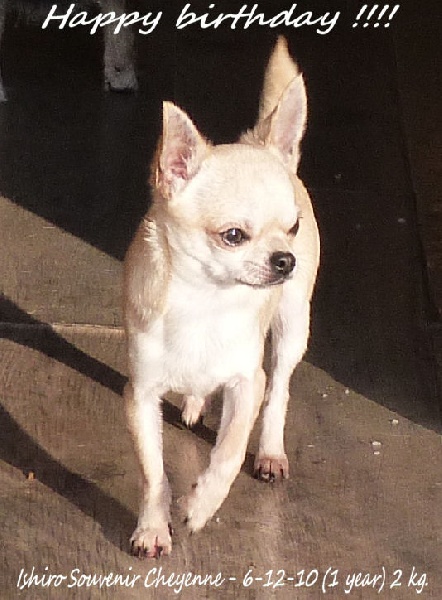 Ishiro Souvenir Cheyenne