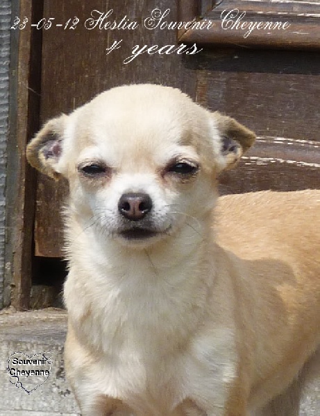 CH. Hestia Souvenir Cheyenne
