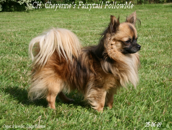 Publication : Souvenir Cheyenne Auteur : Gladys Blomme