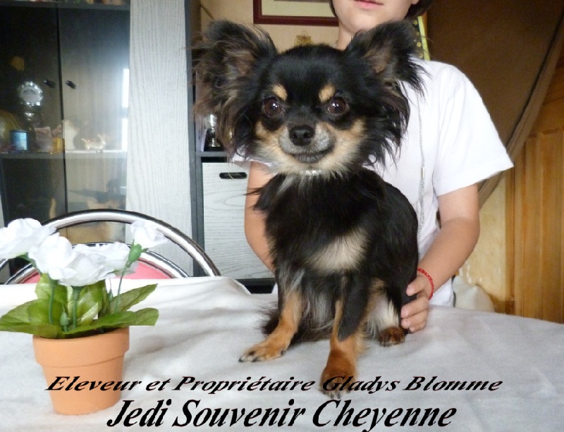 Jedi Souvenir Cheyenne