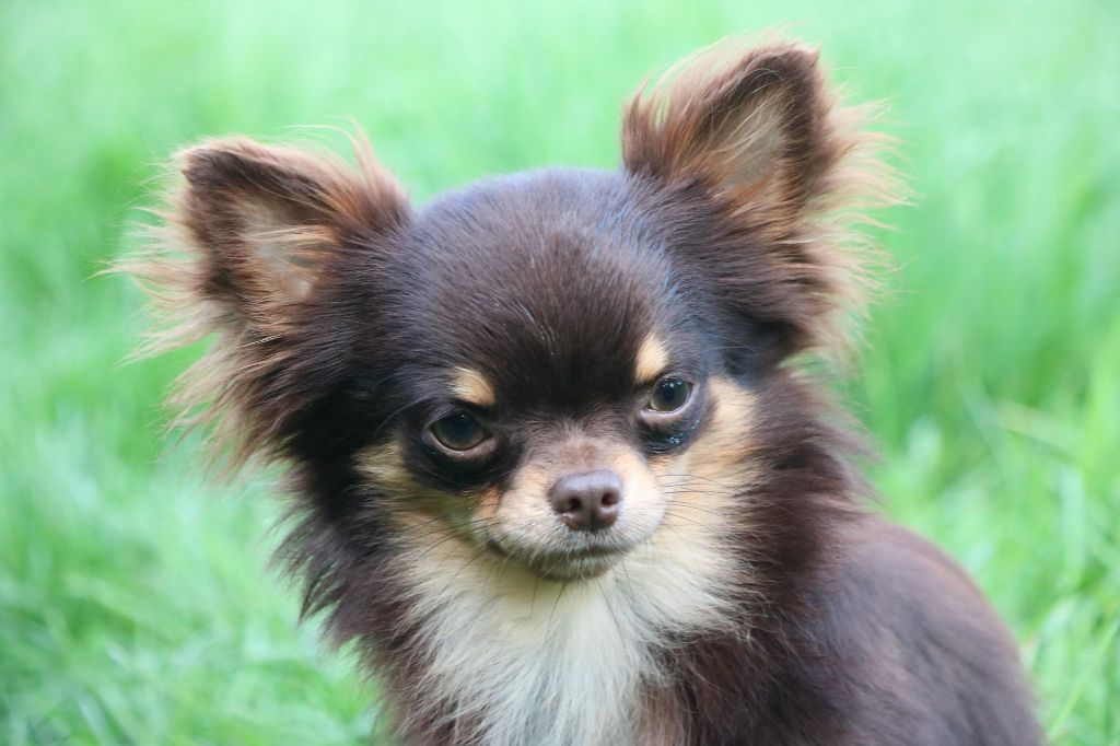 Publication : Souvenir Cheyenne Auteur : Gladys Blomme