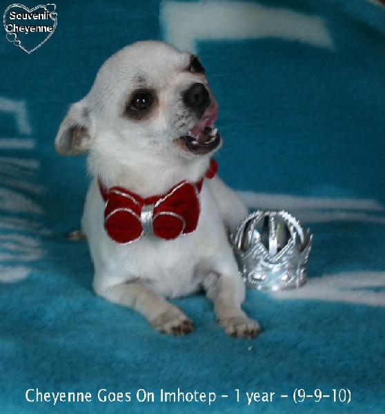 Publication : Souvenir Cheyenne Auteur : Gladys Blomme