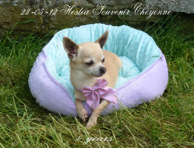 CH. Hestia Souvenir Cheyenne