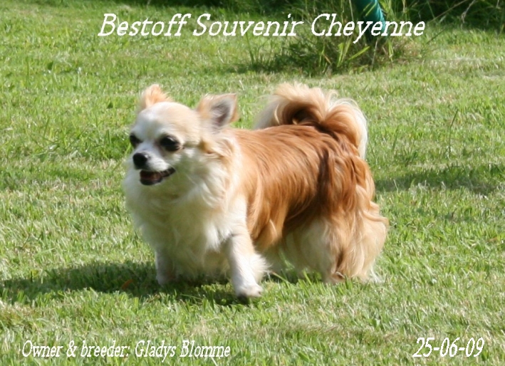 Publication : Souvenir Cheyenne Auteur : Gladys Blomme