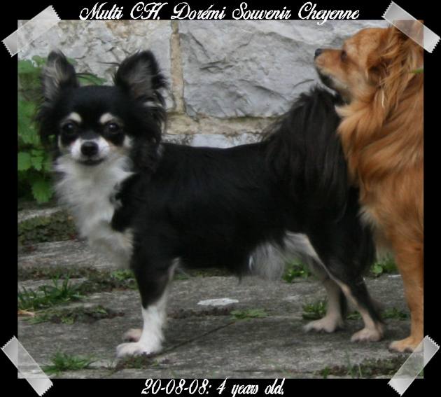CH. Dorémi Souvenir Cheyenne