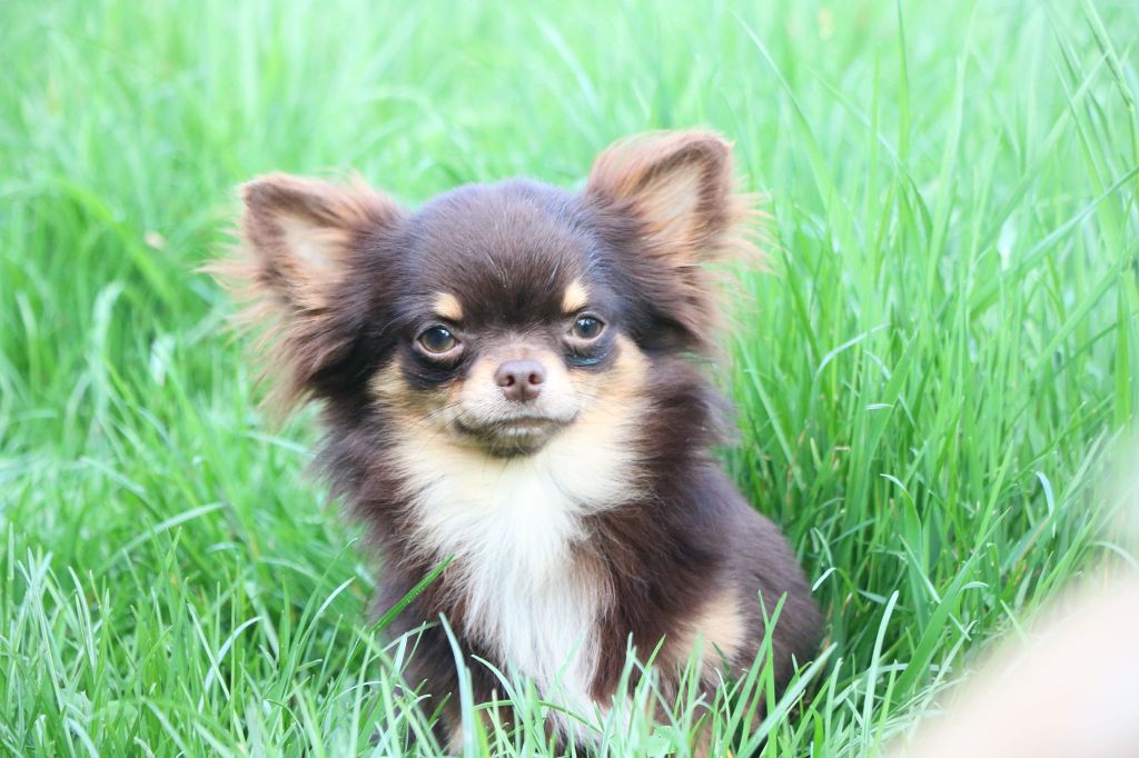 Publication : Souvenir Cheyenne Auteur : Gladys Blomme